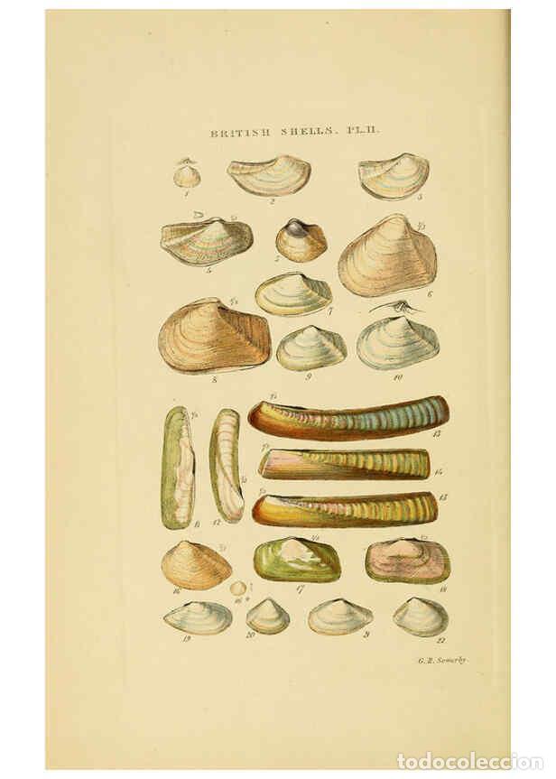 Collection Magazines and Newspapers: Reproducci&oacute;n/Reproduction 6058587271: Illustrated index of British shells London :Simpkin, Marshall,