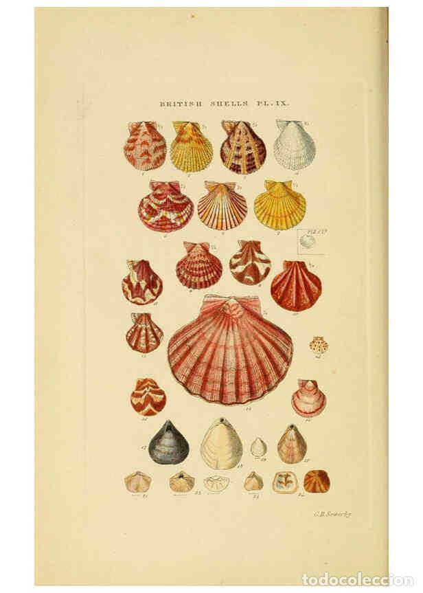 Collectionnisme de Revues et Journaux: Reproducci&oacute;n/Reproduction 6058588495: Illustrated index of British shells London :Simpkin, Marshall,