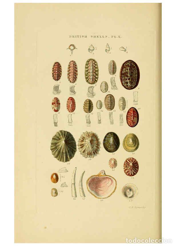 Collection Magazines and Newspapers: Reproducci&oacute;n/Reproduction 6059136508: Illustrated index of British shells London :Simpkin, Marshall,