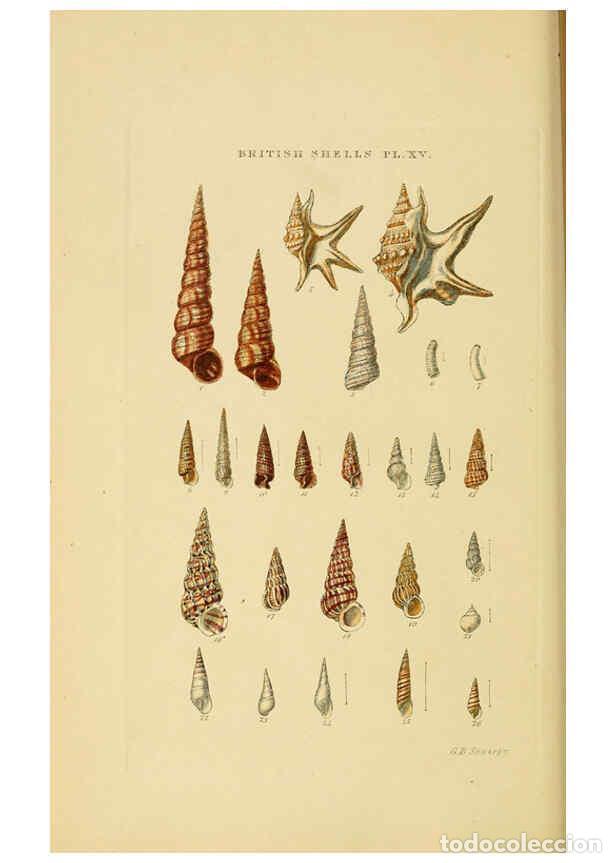 Sammeln von Zeitschriften und Zeitungen: Reproducci&oacute;n/Reproduction 6059137322: Illustrated index of British shells London :Simpkin, Marshall,
