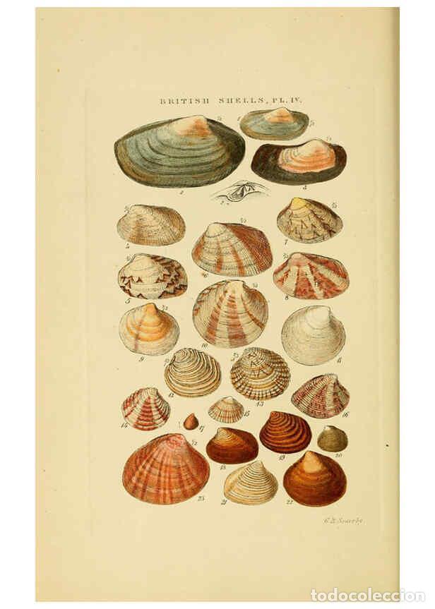 Collectionnisme de Revues et Journaux: Reproducci&oacute;n/Reproduction 6059135430: Illustrated index of British shells London :Simpkin, Marshall,