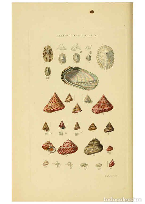Sammeln von Zeitschriften und Zeitungen: Reproducci&oacute;n/Reproduction 6059136648: Illustrated index of British shells London :Simpkin, Marshall,
