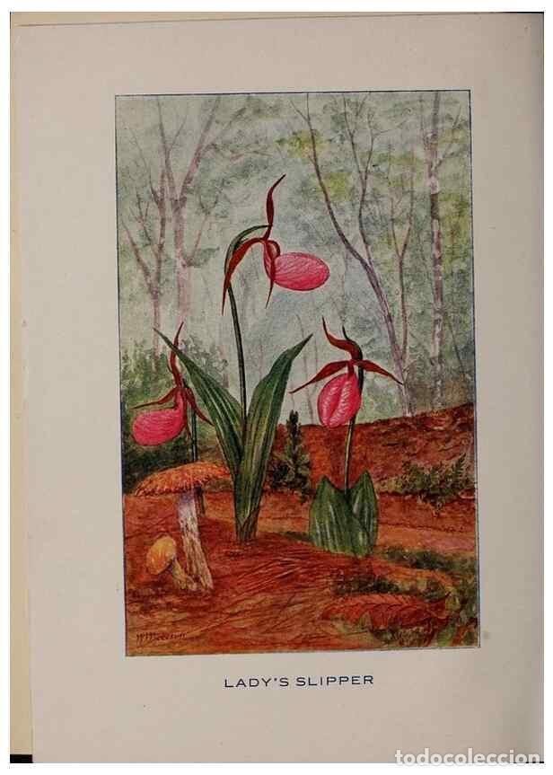 Sammeln von Zeitschriften und Zeitungen: Reproducci&oacute;n/Reproduction 7163004787: Fifty flower friends with familiar faces,. Boston,Lothrop, Lee