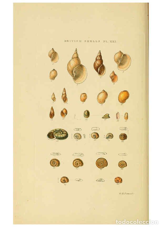 Collectionnisme de Revues et Journaux: Reproducci&oacute;n/Reproduction 6058590541: Illustrated index of British shells London :Simpkin, Marshall,