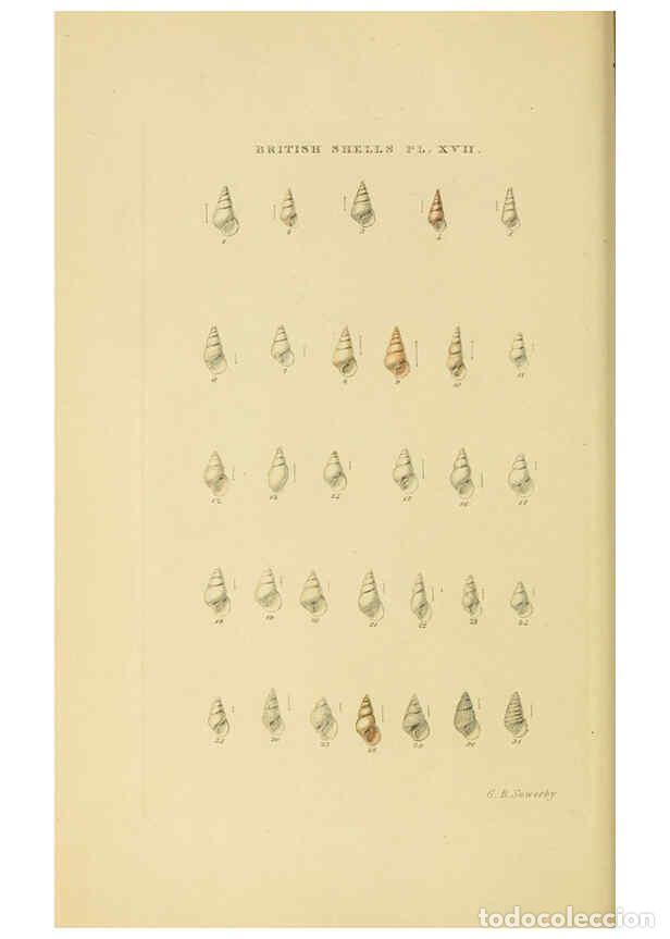 Collectionnisme de Revues et Journaux: Reproducci&oacute;n/Reproduction 6059137664: Illustrated index of British shells London :Simpkin, Marshall,