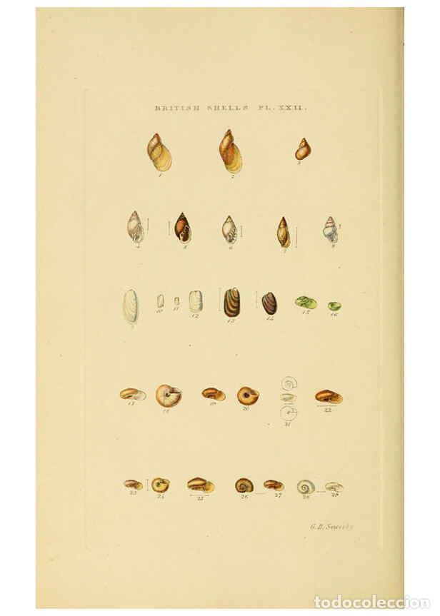 Collectionnisme de Revues et Journaux: Reproducci&oacute;n/Reproduction 6059138598: Illustrated index of British shells London :Simpkin, Marshall,