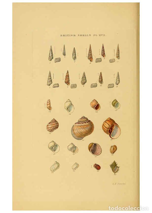 Collectionnisme de Revues et Journaux: Reproducci&oacute;n/Reproduction 6059137494: Illustrated index of British shells London :Simpkin, Marshall,