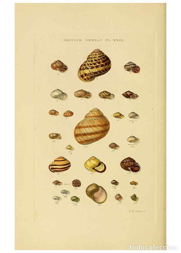 Collectionnisme de Revues et Journaux: Reproducci&oacute;n/Reproduction 6058590931: Illustrated index of British shells London :Simpkin, Marshall,
