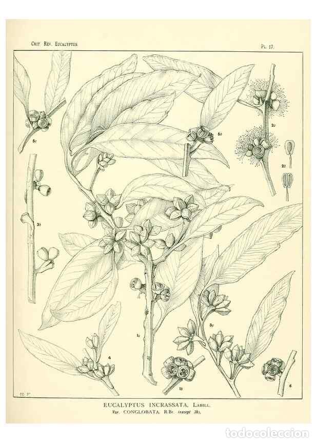 Collection Magazines and Newspapers: Reproducci&oacute;n/Reproduction 7189570137: A critical revision of the genus Eucalyptus,. Sydney,W. A. Gul