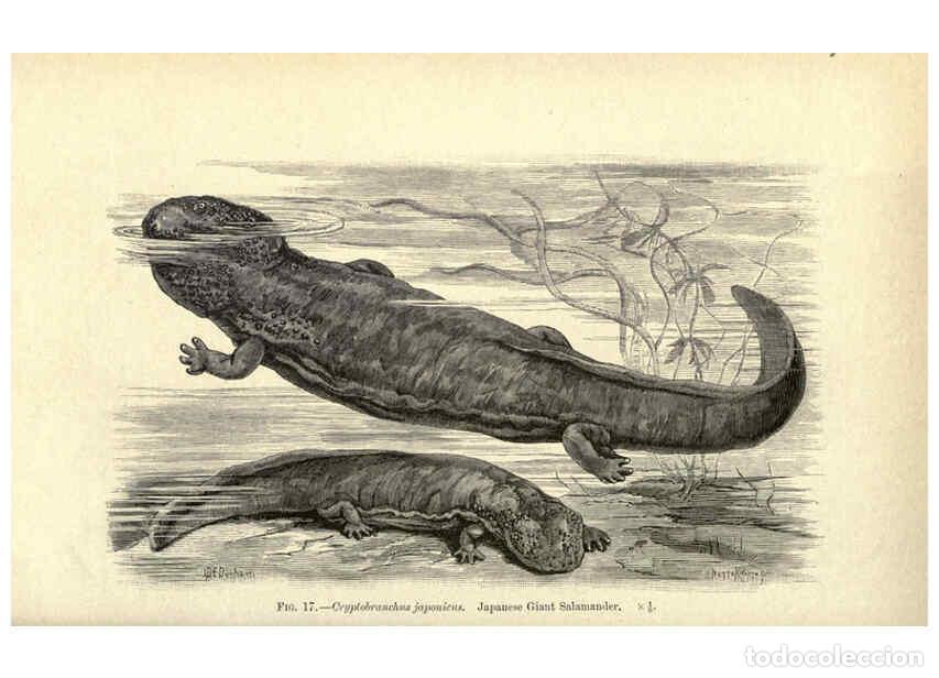 Collection Magazines and Newspapers: Reproducci&oacute;n/Reproduction 6005258726: Amphibia and reptiles London,Macmillan and co., limited,1901 -