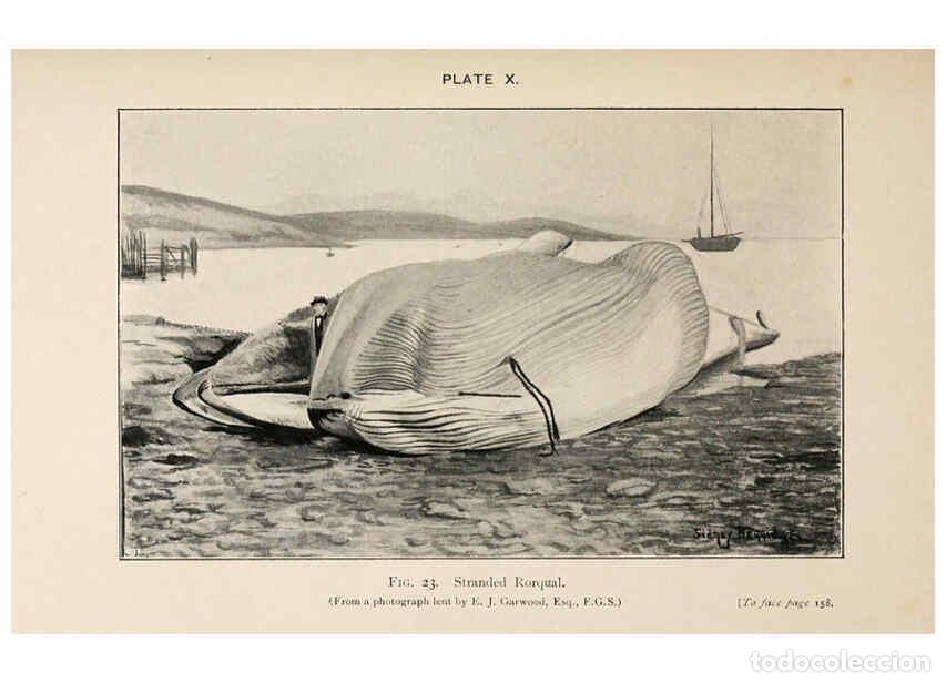 Collection Magazines and Newspapers: Reproducci&oacute;n/Reproduction 6002008965: A book of whales London,J. Murray;1900 - F.E. Beddard