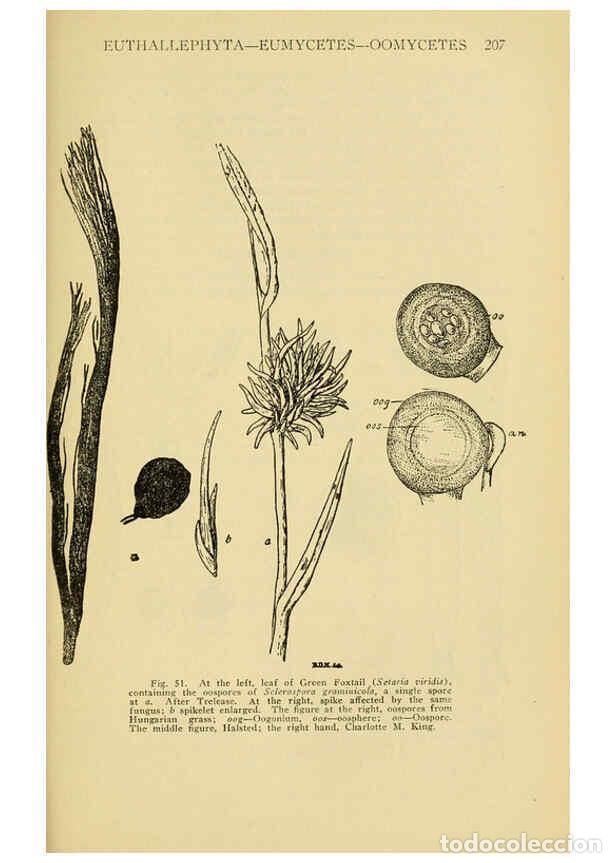 Collection Magazines and Newspapers: Reproducci&oacute;n/Reproduction 6005305884: A manual of poisonous plants Cedar Rapids, Ia. :The Torch Pres