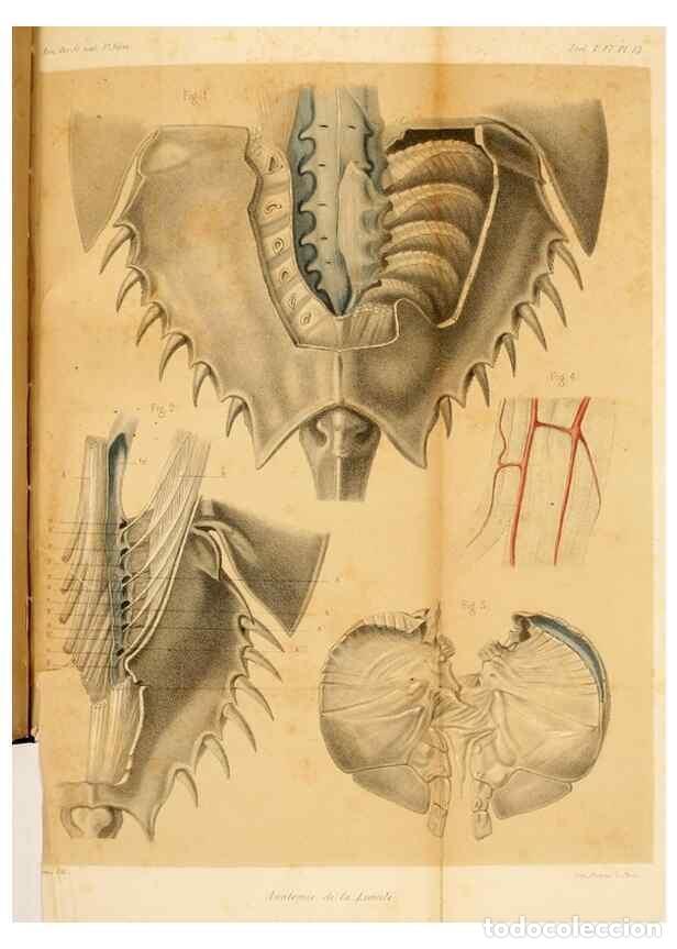 Collection Magazines and Newspapers: Reproducci&oacute;n/Reproduction 7362372080: Recherches sur l'anatomie des Limules/. Paris,1873 - Milne-Edw
