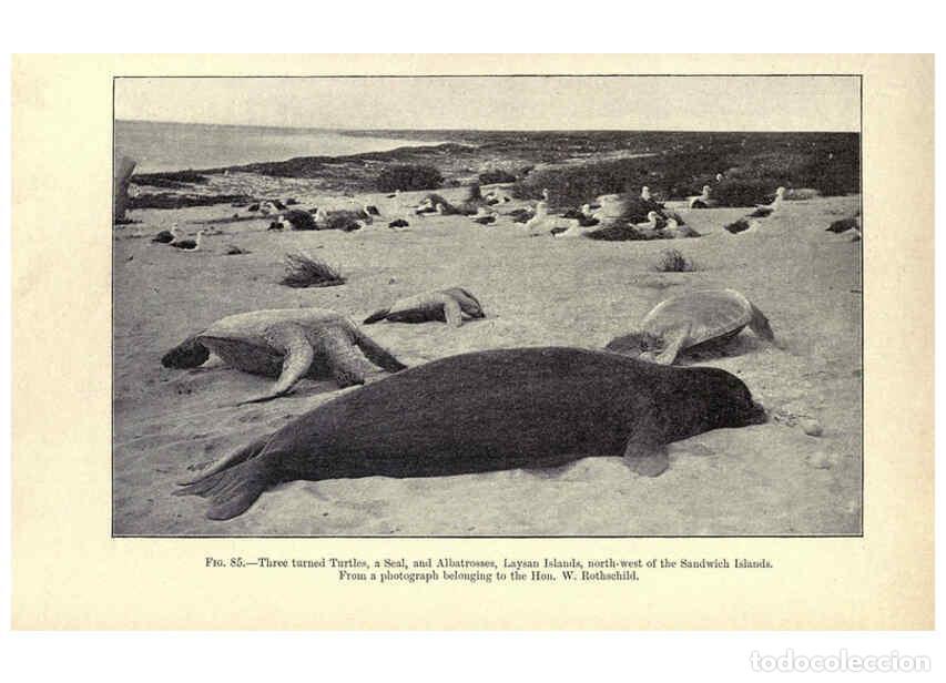 Collection Magazines and Newspapers: Reproducci&oacute;n/Reproduction 6004713637: Amphibia and reptiles London,Macmillan and co., limited,1901 -