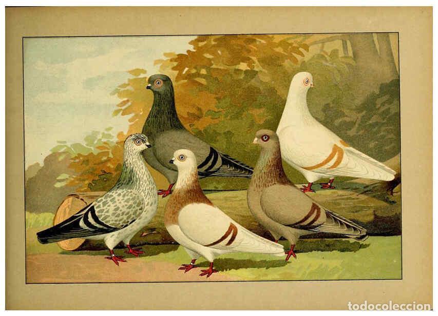Collection Magazines and Newspapers: Reproducci&oacute;n/Reproduction 6005230254: Illustriertes Prachtwerk s&auml;mtlicher Taubenrassen W&uuml;rzburg,K&ouml;ni