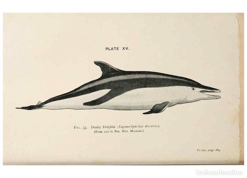 Collection Magazines and Newspapers: Reproducci&oacute;n/Reproduction 6002010425: A book of whales London,J. Murray;1900 - F.E. Beddard