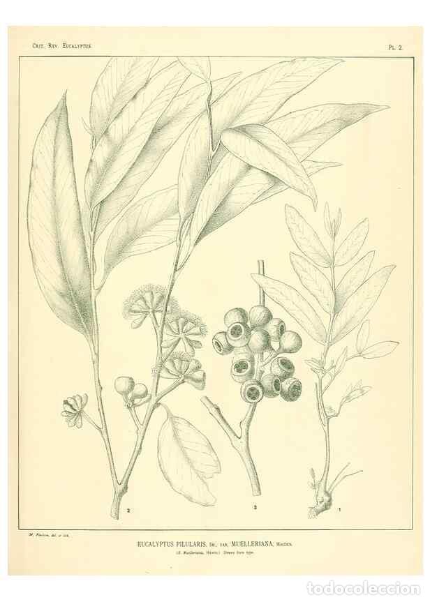 Collection Magazines and Newspapers: Reproducci&oacute;n/Reproduction 7189553185: A critical revision of the genus Eucalyptus,. Sydney,W. A. Gul