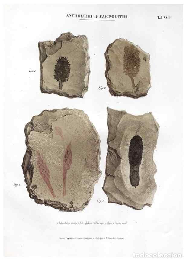 Collection Magazines and Newspapers: Reproducci&oacute;n/Reproduction 7362137348: Monographie des plantes fossiles du gr&egrave;s bigarr&eacute; de la chaine