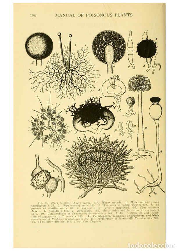 Collection Magazines and Newspapers: Reproducci&oacute;n/Reproduction 6004760067: A manual of poisonous plants Cedar Rapids, Ia. :The Torch Pres