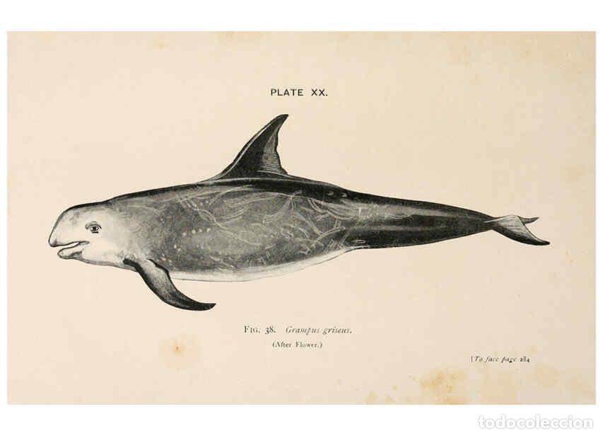 Collection Magazines and Newspapers: Reproducci&oacute;n/Reproduction 6002559066: A book of whales London,J. Murray;1900 - F.E. Beddard