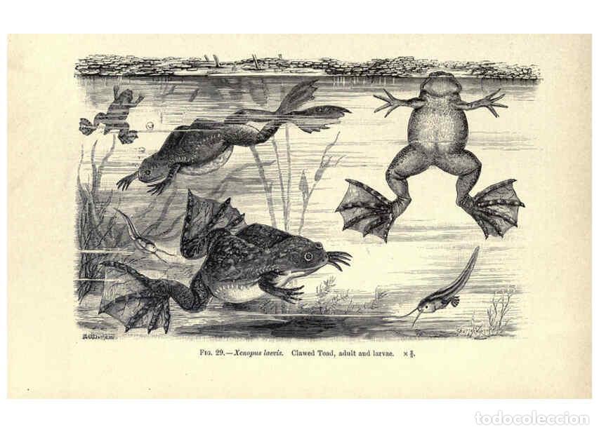 Collection Magazines and Newspapers: Reproducci&oacute;n/Reproduction 6004712931: Amphibia and reptiles London,Macmillan and co., limited,1901 -