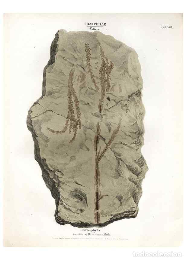 Collection Magazines and Newspapers: Reproducci&oacute;n/Reproduction 7176897321: Monographie des plantes fossiles du gr&egrave;s bigarr&eacute; de la chaine