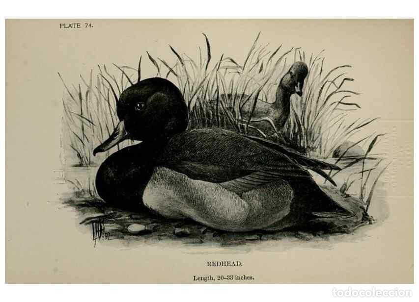 Collection Magazines and Newspapers: Reproducci&oacute;n/Reproduction 7365448938: Birdcraft :. New York :Macmillan Co.,c1897. - Fuertes, Louis A