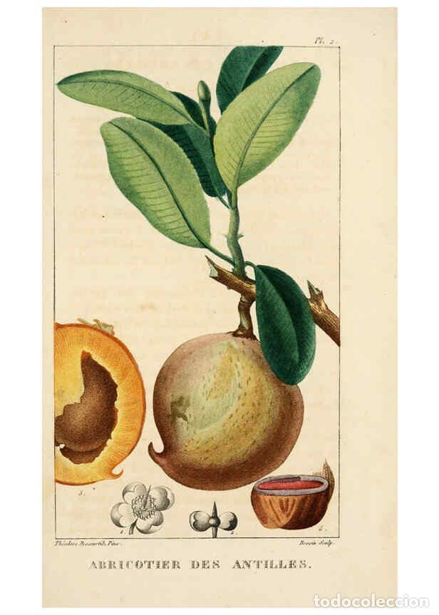 Collection Magazines and Newspapers: Reproducci&oacute;n/Reproduction 6004843397: Flore pittoresque et m&eacute;dicale des Antilles v.1 Paris Pichard,1