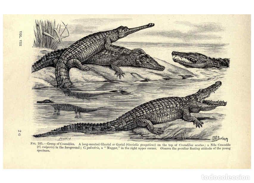 Collection Magazines and Newspapers: Reproducci&oacute;n/Reproduction 6005259664: Amphibia and reptiles London,Macmillan and co., limited,1901 -