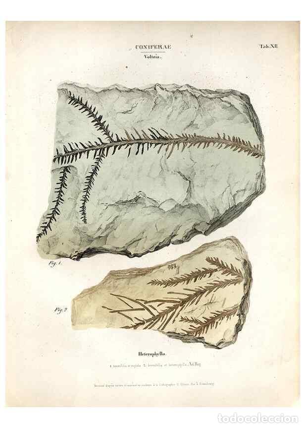 Collection Magazines and Newspapers: Reproducci&oacute;n/Reproduction 7362124232: Monographie des plantes fossiles du gr&egrave;s bigarr&eacute; de la chaine