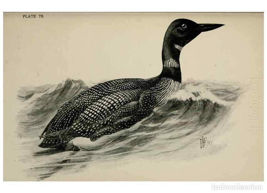 Collection Magazines and Newspapers: Reproducci&oacute;n/Reproduction 7180226645: Birdcraft :. New York :Macmillan Co.,c1897. - Fuertes, Louis A