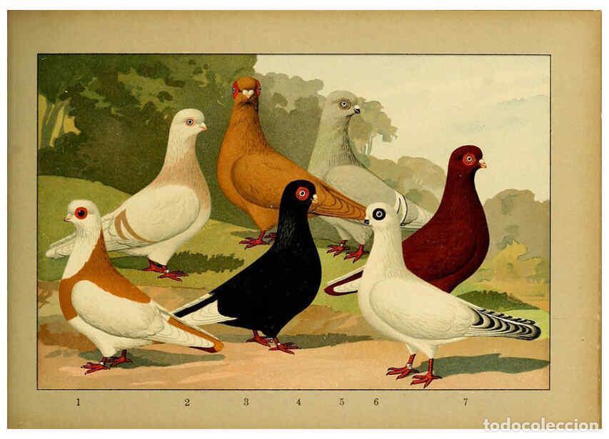 Collection Magazines and Newspapers: Reproducci&oacute;n/Reproduction 6004683859: Illustriertes Prachtwerk s&auml;mtlicher Taubenrassen W&uuml;rzburg,K&ouml;ni