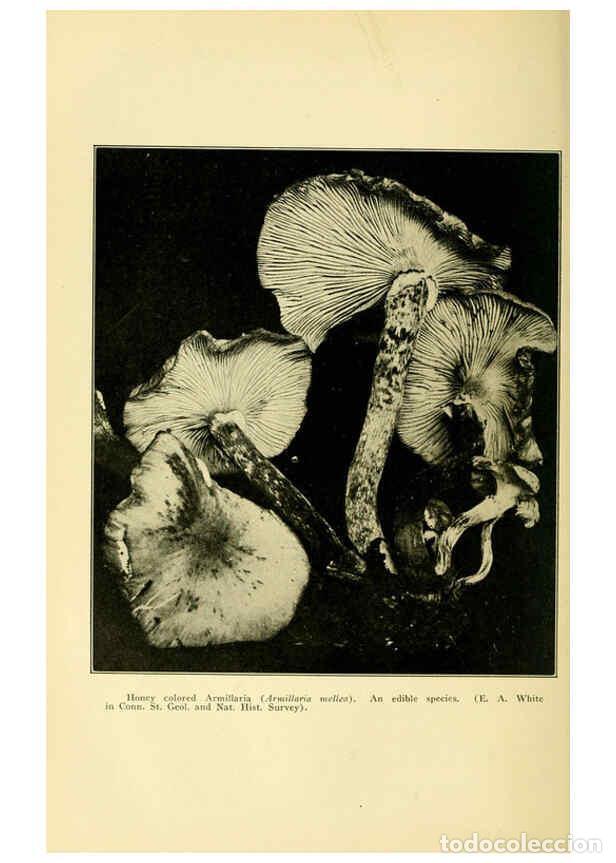 Collection Magazines and Newspapers: Reproducci&oacute;n/Reproduction 6004761837: A manual of poisonous plants Cedar Rapids, Ia. :The Torch Pres