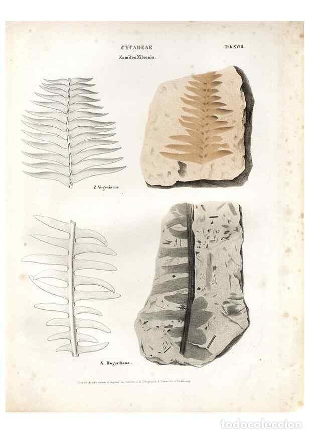 Collection Magazines and Newspapers: Reproducci&oacute;n/Reproduction 7176908323: Monographie des plantes fossiles du gr&egrave;s bigarr&eacute; de la chaine