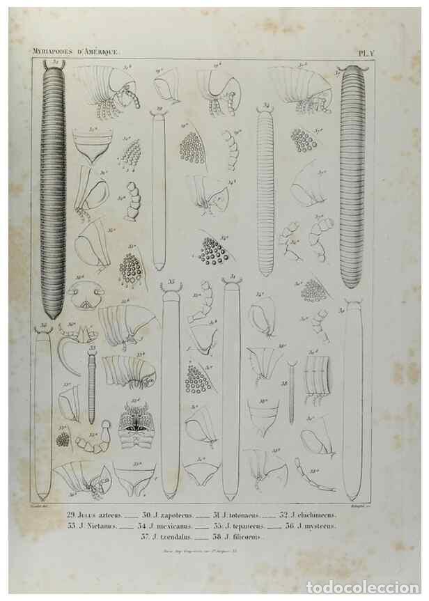 Collection Magazines and Newspapers: Reproducci&oacute;n/Reproduction 7186941505: Essai d'une faune des Myriapodes du Mexique :. Gen&egrave;ve :J.G. Fi