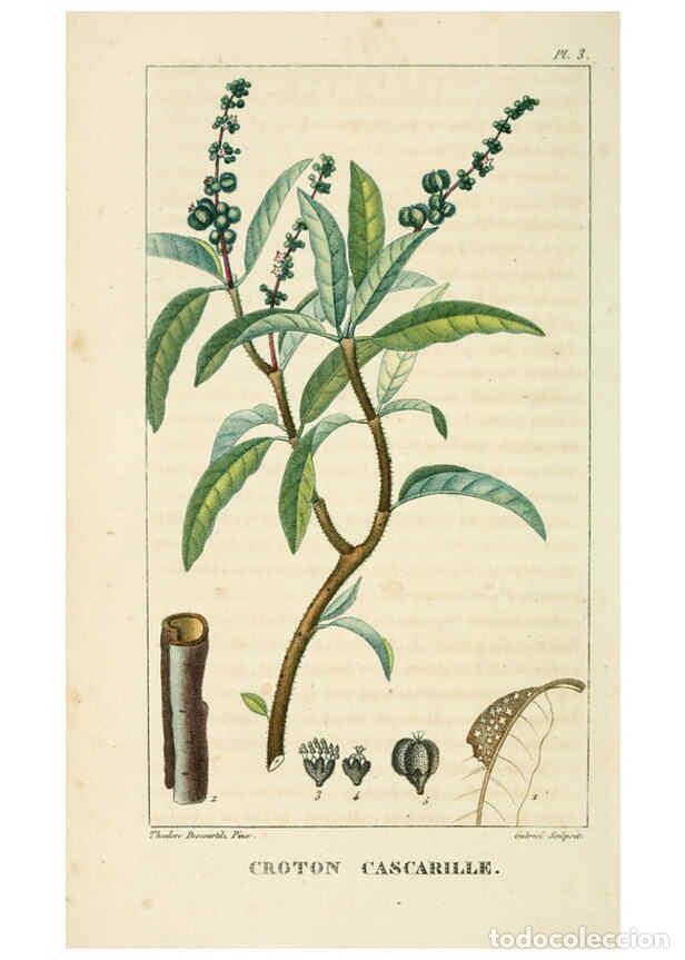 Collection Magazines and Newspapers: Reproducci&oacute;n/Reproduction 6005388312: Flore pittoresque et m&eacute;dicale des Antilles v.1 Paris Pichard,1