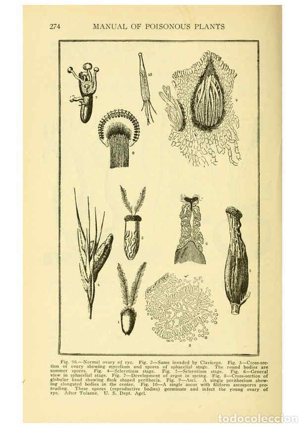 Collezionismo di Riviste e Giornali: Reproducci&oacute;n/Reproduction 6004763009: A manual of poisonous plants Cedar Rapids, Ia. :The Torch Pres