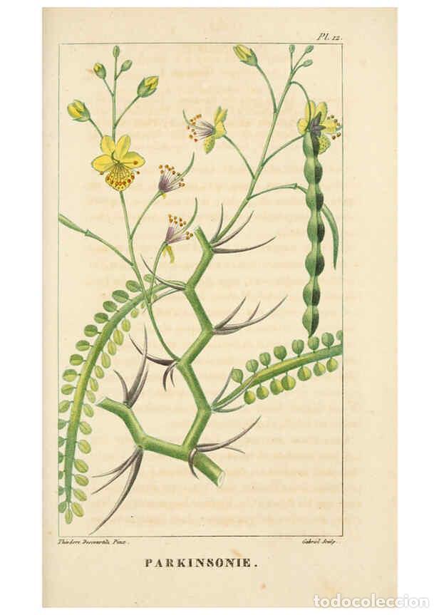 Collection Magazines and Newspapers: Reproducci&oacute;n/Reproduction 6005390518: Flore pittoresque et m&eacute;dicale des Antilles v.1 Paris Pichard,1