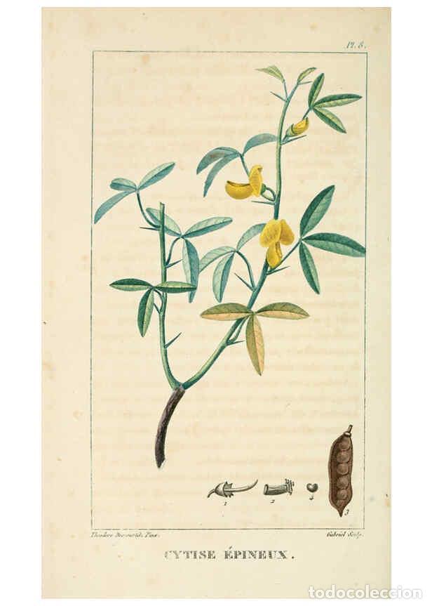 Collection Magazines and Newspapers: Reproducci&oacute;n/Reproduction 6005389492: Flore pittoresque et m&eacute;dicale des Antilles v.1 Paris Pichard,1