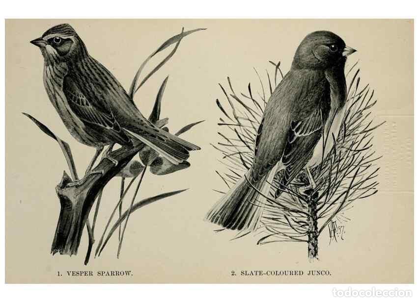 Collection Magazines and Newspapers: Reproducci&oacute;n/Reproduction 7180166837: Birdcraft :. New York :Macmillan Co.,c1897. - Fuertes, Louis A