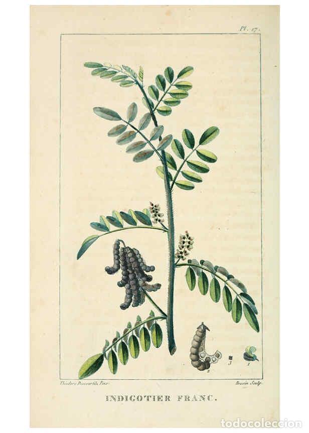 Collezionismo di Riviste e Giornali: Reproducci&oacute;n/Reproduction 6005391660: Flore pittoresque et m&eacute;dicale des Antilles v.1 Paris Pichard,1
