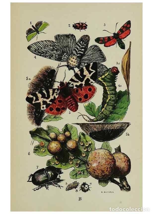 Collectionnisme de Revues et Journaux: Reproducci&oacute;n/Reproduction 7179995473: The common objects of the country /. London :George Routledge