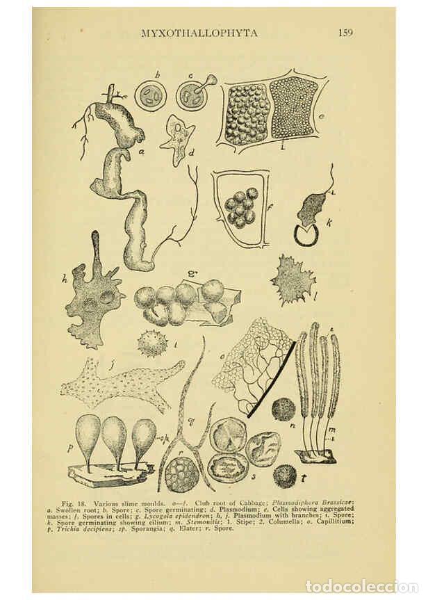 Collectionnisme de Revues et Journaux: Reproducci&oacute;n/Reproduction 6005305428: A manual of poisonous plants Cedar Rapids, Ia. :The Torch Pres