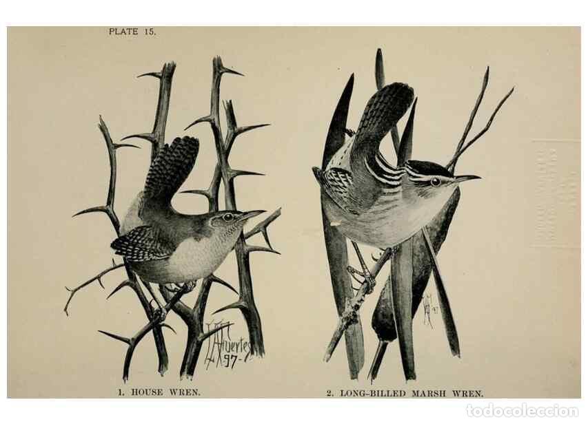 Collectionnisme de Revues et Journaux: Reproducci&oacute;n/Reproduction 7180147521: Birdcraft :. New York :Macmillan Co.,c1897. - Fuertes, Louis A