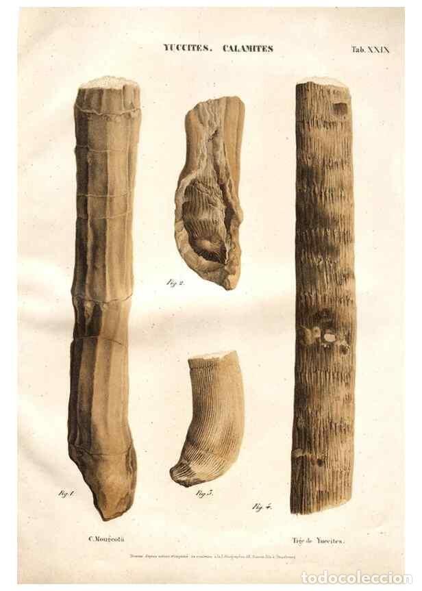 Collectionnisme de Revues et Journaux: Reproducci&oacute;n/Reproduction 7176920581: Monographie des plantes fossiles du gr&egrave;s bigarr&eacute; de la chaine