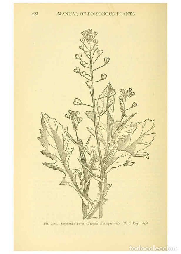 Collectionnisme de Revues et Journaux: Reproducci&oacute;n/Reproduction 6004766577: A manual of poisonous plants Cedar Rapids, Ia. :The Torch Pres