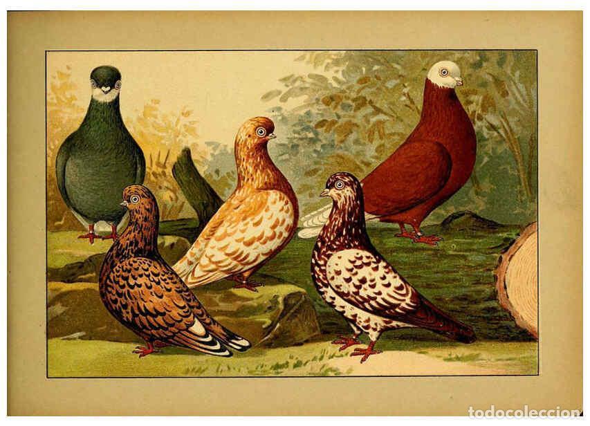 Collectionnisme de Revues et Journaux: Reproducci&oacute;n/Reproduction 6005230420: Illustriertes Prachtwerk s&auml;mtlicher Taubenrassen W&uuml;rzburg,K&ouml;ni