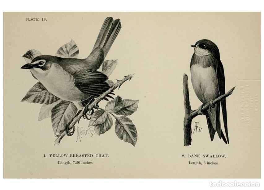 Collectionnisme de Revues et Journaux: Reproducci&oacute;n/Reproduction 7365380284: Birdcraft :. New York :Macmillan Co.,c1897. - Fuertes, Louis A