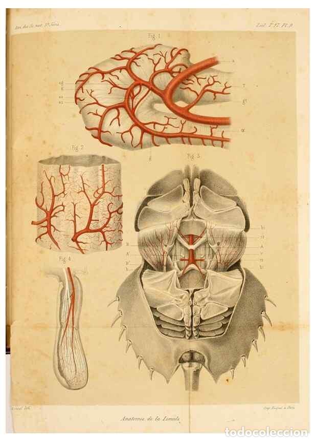 Collectionnisme de Revues et Journaux: Reproducci&oacute;n/Reproduction 7362368236: Recherches sur l'anatomie des Limules/. Paris,1873 - Milne-Edw