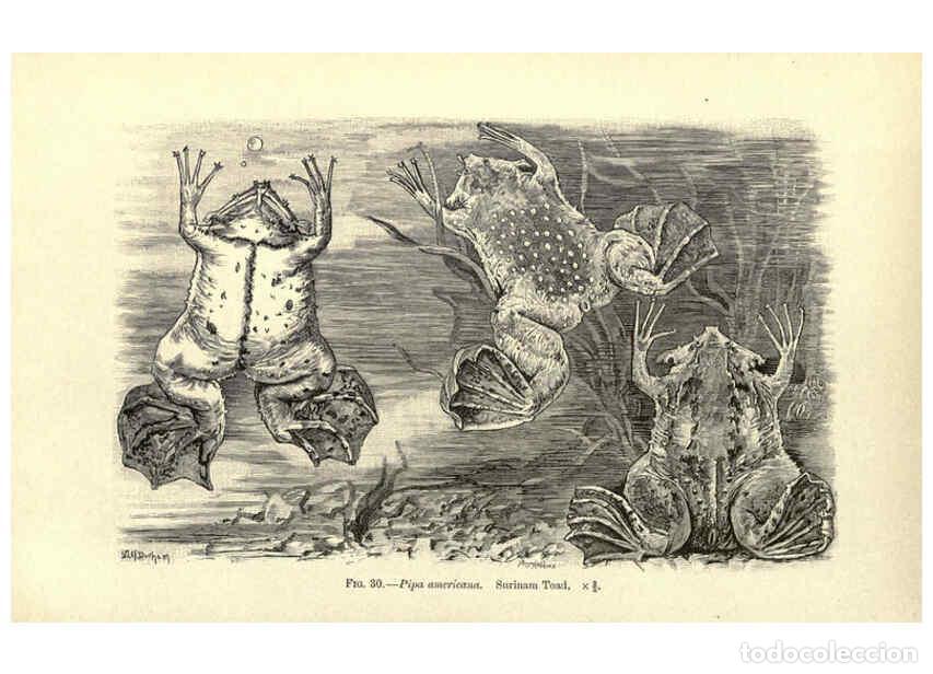 Collectionnisme de Revues et Journaux: Reproducci&oacute;n/Reproduction 6004713075: Amphibia and reptiles London,Macmillan and co., limited,1901 -